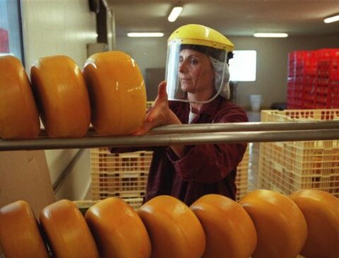Government will allocate US$ 12 million to help cheese industries