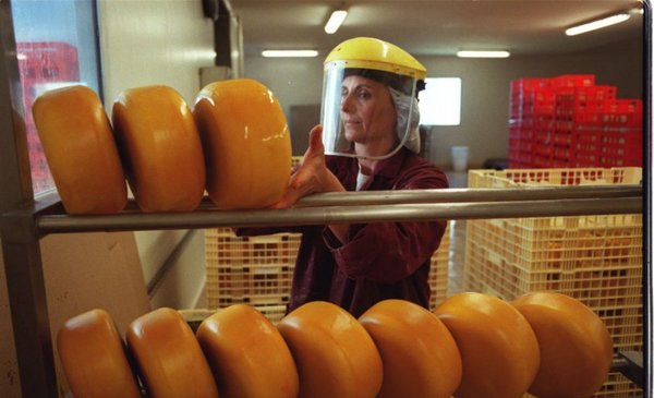 Government will allocate US$ 12 million to help cheese industries