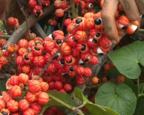 Guarana production in Maués combines tradition and quality in the Amazon