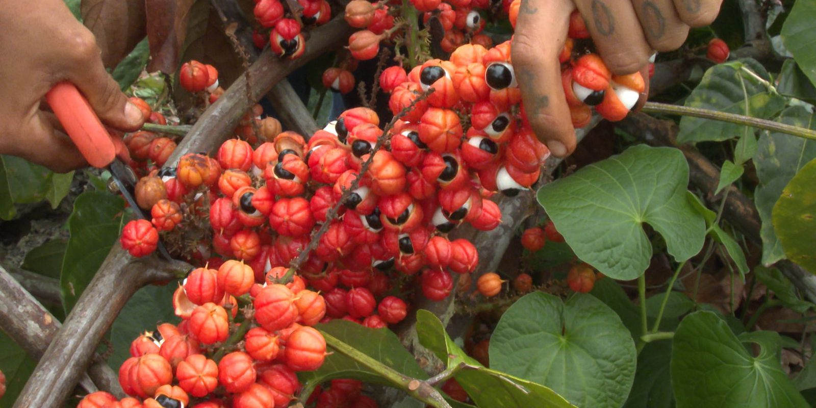 Guarana production in Maués combines tradition and quality in the Amazon