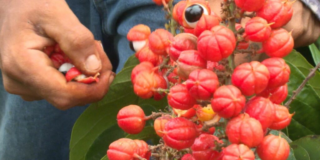 Guaraná: the Eyes of the Forest is the theme of today's Caminhos da Reportagem