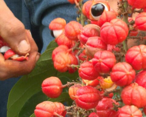 Guaraná: the Eyes of the Forest is the theme of today's Caminhos da Reportagem