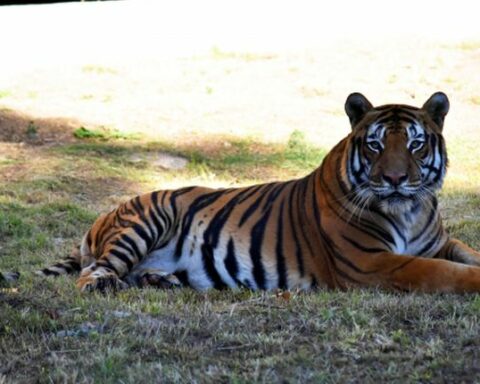Hatch, the tiger of Villa Dolores, died