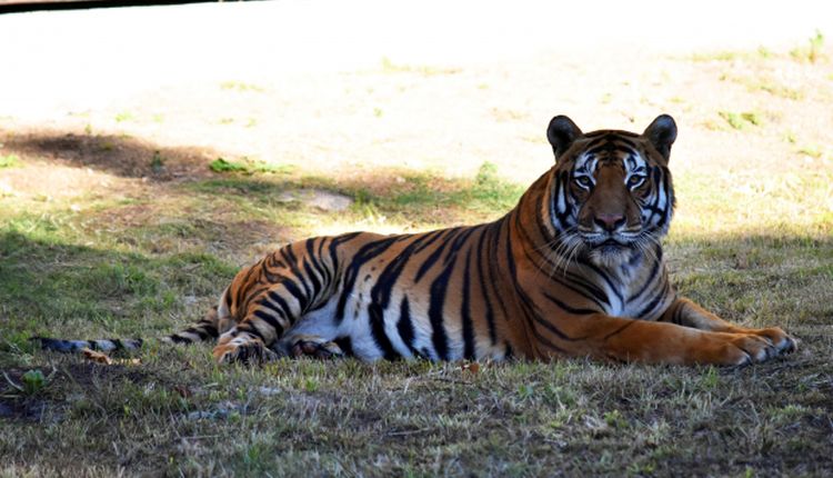 Hatch, the tiger of Villa Dolores, died