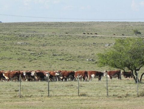 Heat wave worries producers, see why