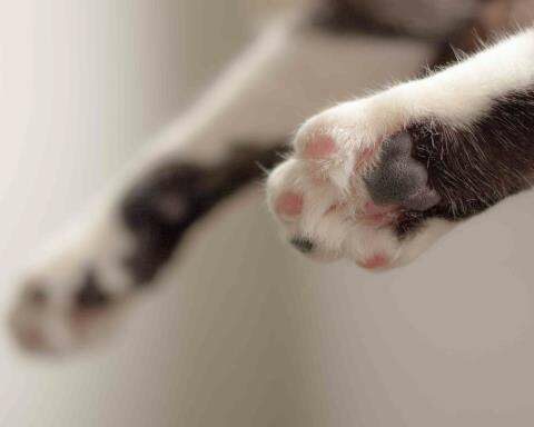 In the face of delays, cancellations and the loss of the cat Tito, they demand an improvement action plan from BoA