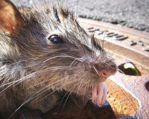 Is it measured?  They are looking for a rat exterminator in New York and this pays