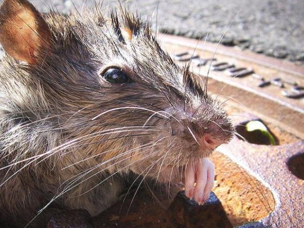 Is it measured?  They are looking for a rat exterminator in New York and this pays