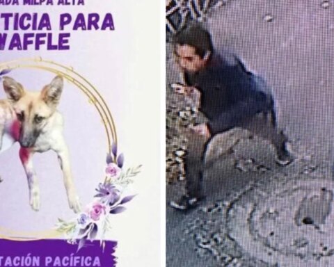 #JusticiaParaWaffle: murder of a dog unworthy of CDMX