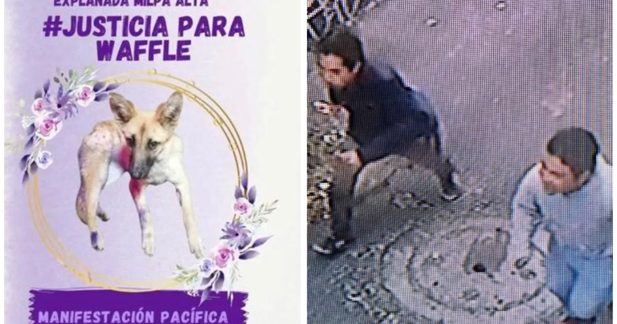 #JusticiaParaWaffle: murder of a dog unworthy of CDMX
