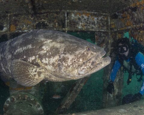 Marine Biodiversity Conservation Award extends registration