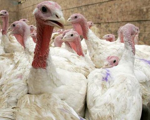 Midagri: Offer of turkeys for Christmas and New Year will be 1.75 million units