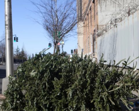 Natural or artificial?  How to reduce the environmental impact of your Christmas tree