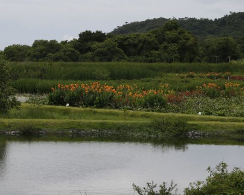 New park in Niterói seeks to improve lagoon water and vegetation
