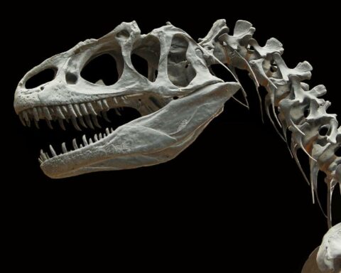 New species of rare duck-like dinosaur found