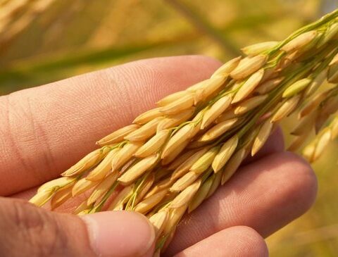 One of the good ones: the resurrection of rice