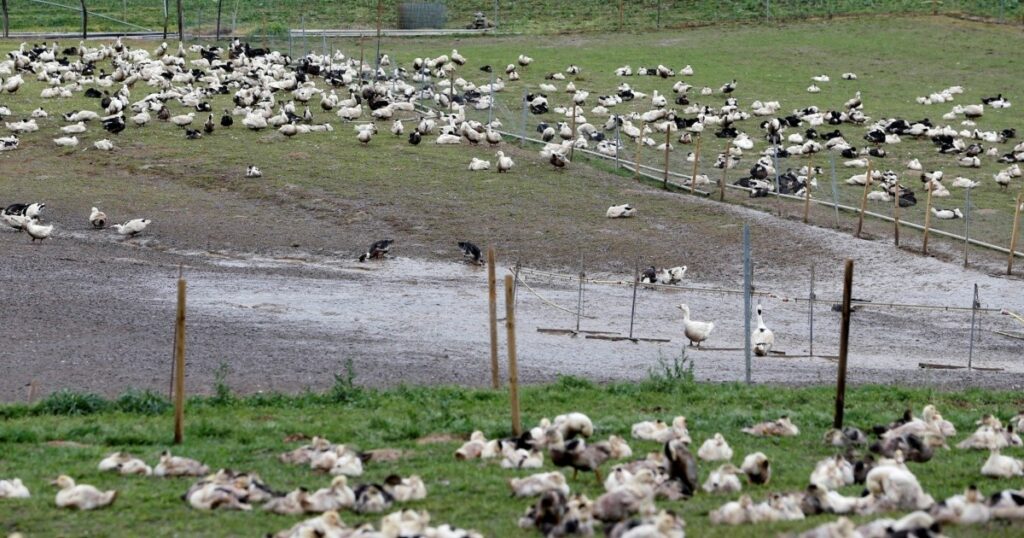 Peru slaughters more than 37,000 poultry after bird flu outbreak