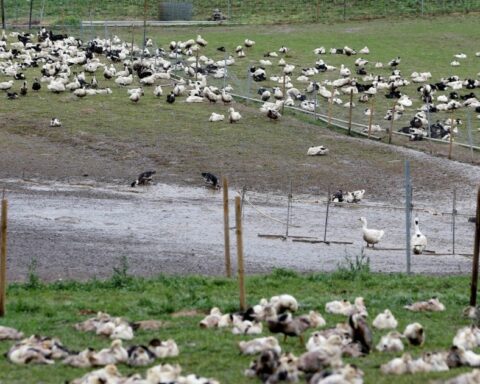 Peru slaughters more than 37,000 poultry after bird flu outbreak
