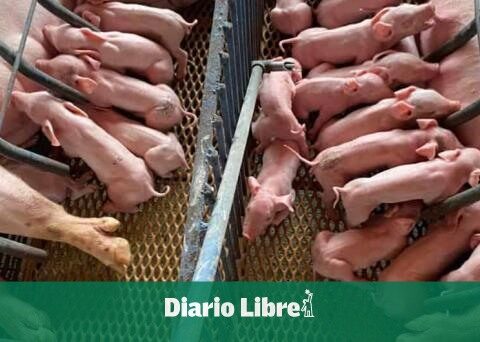 Pig farms have a biosecurity system