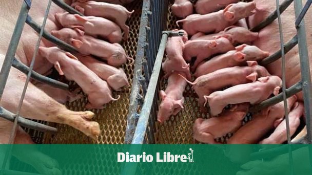 Pig farms have a biosecurity system