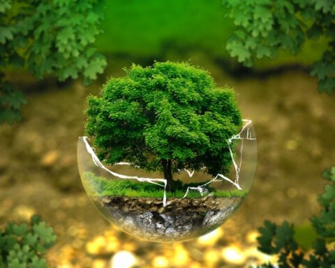 Planting trees, this is how parcel transport companies combat climate change