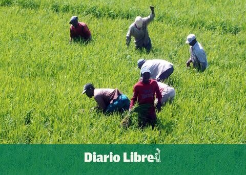 Rice sector calls for government intervention