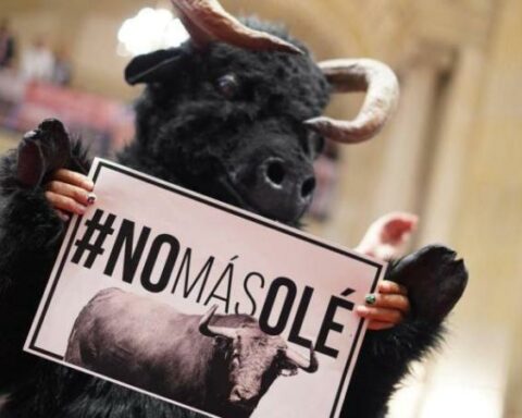 Senate 'gives the green light' to ban bullfighting