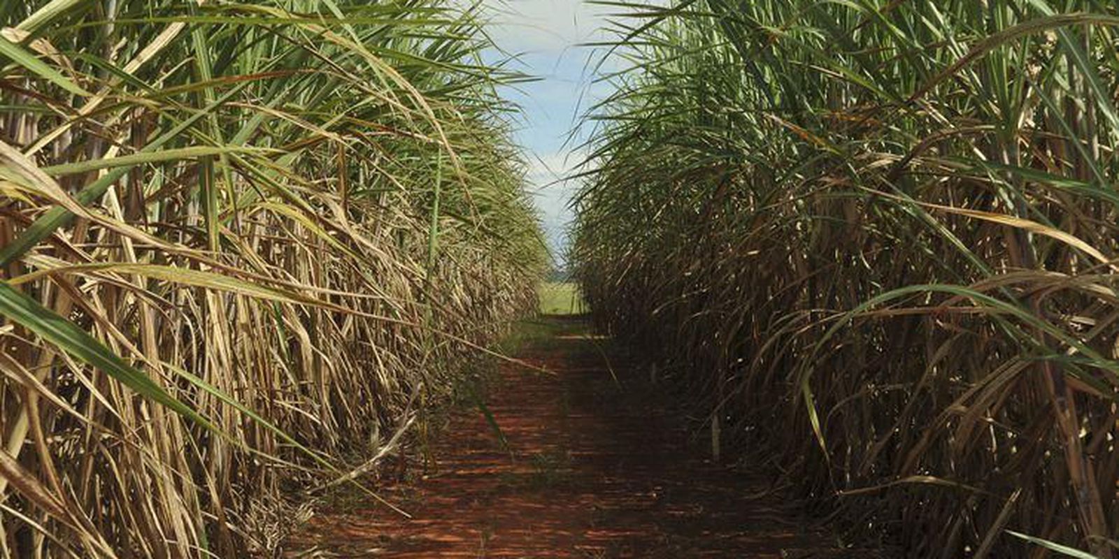 Sugarcane harvest should be 598 million tons