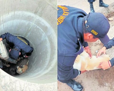 Tacna: Serenos rescue a dog that fell into the mailbox and baptize it as "Christmas"