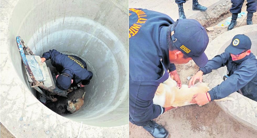 Tacna: Serenos rescue a dog that fell into the mailbox and baptize it as "Christmas"