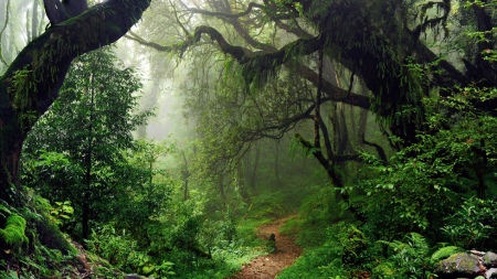 The Atlantic Forest was named "flagship global restoration initiative"