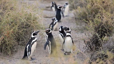 The Magellanic penguin, one of the most abundant seabirds in Argentina