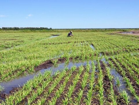 The alert that the rice farmers sent to Lacalle Pou