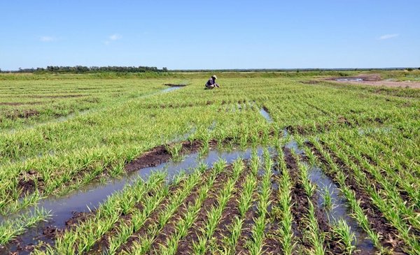 The alert that the rice farmers sent to Lacalle Pou