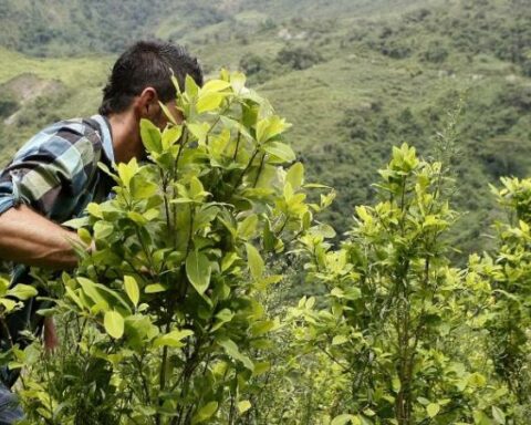 The country's plan to stop persecuting small coca growers