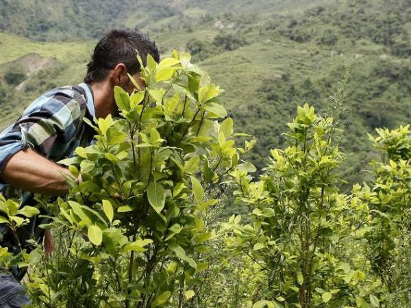 The country's plan to stop persecuting small coca growers