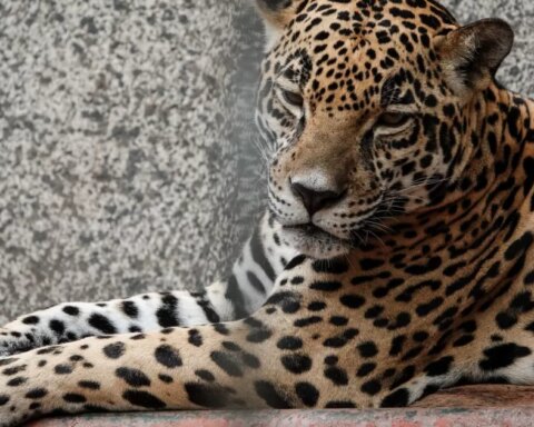 The fight of activists in Mexico against the extinction of the jaguar