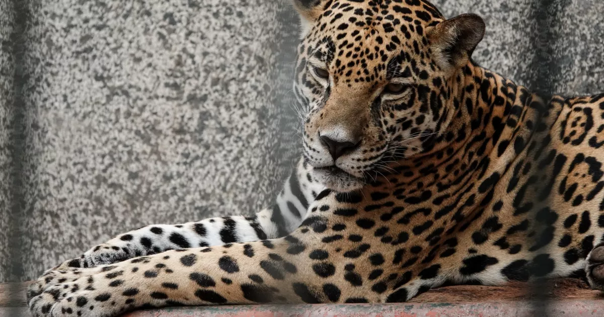 The fight of activists in Mexico against the extinction of the jaguar