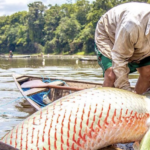 The paiche, an exquisite giant fish reserved for Cuban leaders