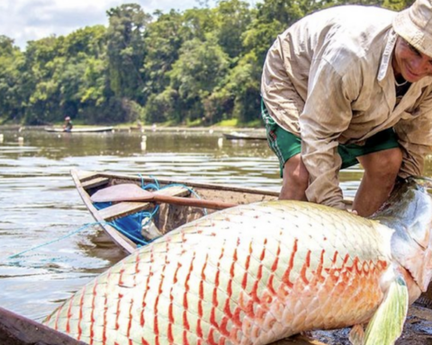 The paiche, an exquisite giant fish reserved for Cuban leaders