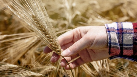 The wheat harvest forecast is "much better than expected” despite the drought