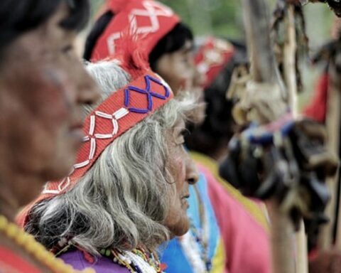 "They are not alone", the series that comes to show the consequences of deforestation in the Chaco