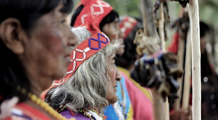 "They are not alone", the series that comes to show the consequences of deforestation in the Chaco