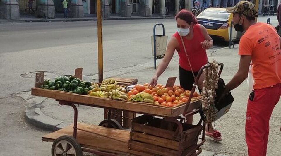 They control the price of tomatoes at 25 pesos per pound in Cienfuegos