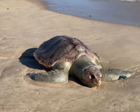 They find a dead sea turtle on one of the beaches of Lechería contaminated with crude oil