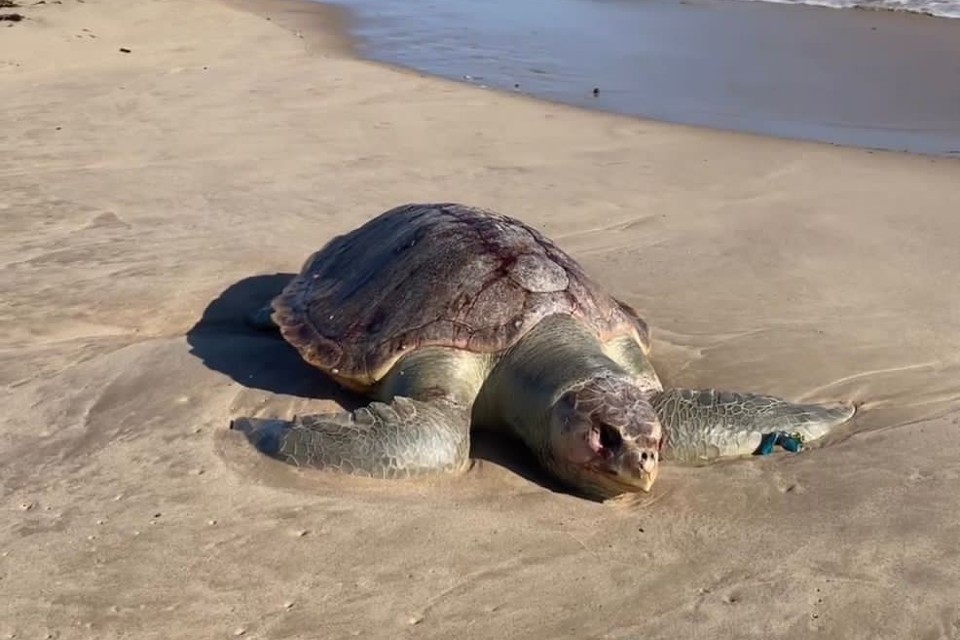 They find a dead sea turtle on one of the beaches of Lechería contaminated with crude oil