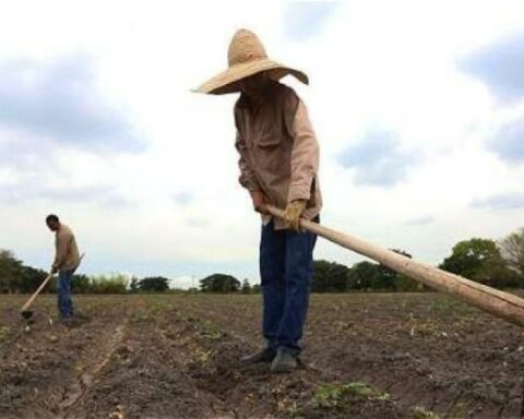 This is how the credit benefits for peasants will work