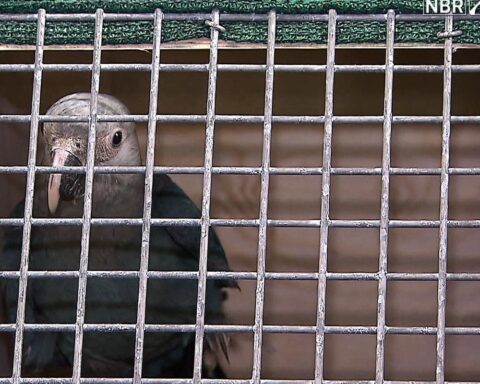 Three of 20 Spix's Macaws released in Bahia were killed by predators