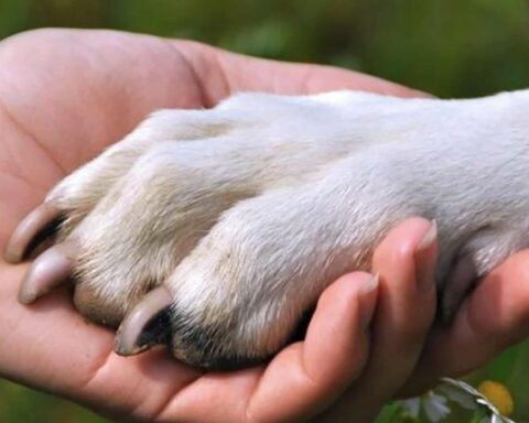 Today is International Animal Rights Day