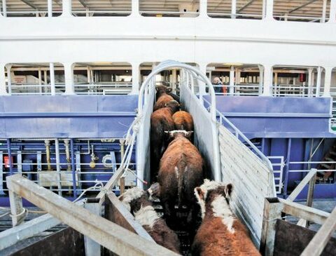 Uruguay exported almost 120 thousand live cattle less